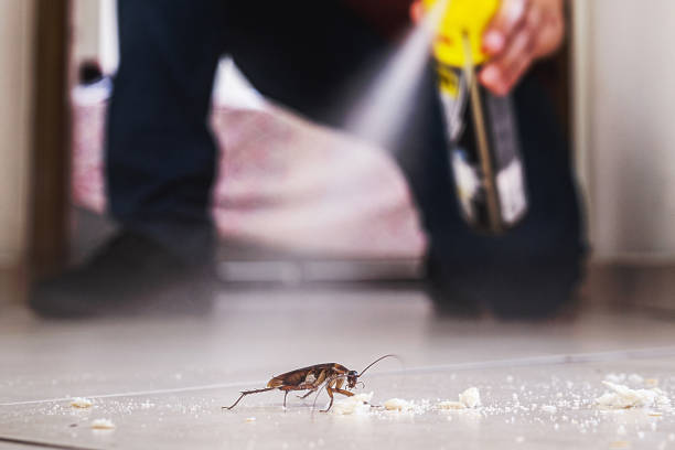 Insect Control in Smithers, WV